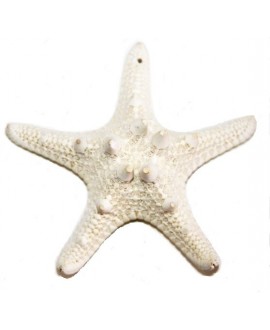 Estrella de mar natural 85/90mm, paso 1mm