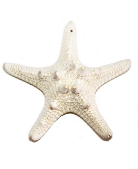 Estrella de mar natural 85/90mm, paso 1mm