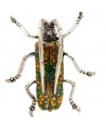 Broche escarabajo 44x38mm
