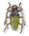 Broche escarabajo 45x40mm