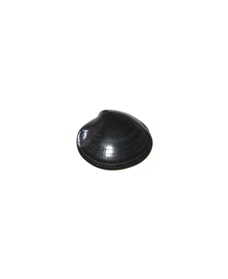 Colgante concha resina negra 60x70mm